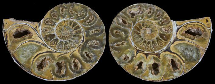 Cut & Polished, Agatized Ammonite Fossil - Jurassic #53829